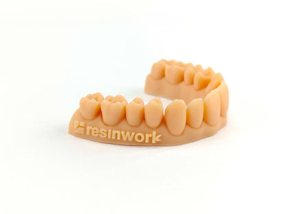 Resinwork Model 3 Aquaforge Almond Dental Resin 3D Printed Model for Soft Tissue and Gingiva Visualisation