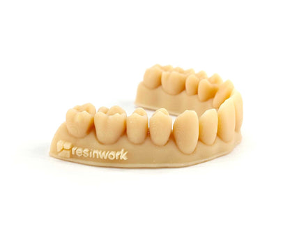 Resinwork Model 3 Aquaforge Beige Dental Die Model for Restorative Dentistry and Crown & Bridge Work