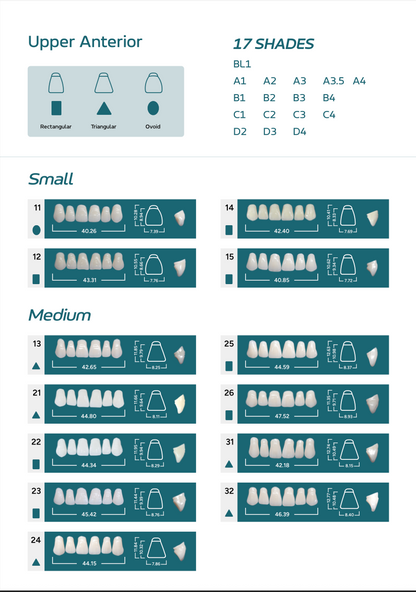 Medi-Lux Upper Anterior Teeth Mould Chart - Small and Medium Sizes (Models 11 to 32) available in 17 Shades