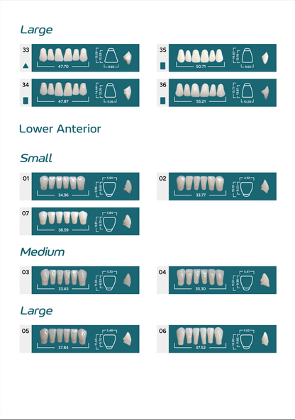 Medi-Lux Lower Anterior and Large Upper Teeth Mould Chart - Models 01 to 07 (Lowers) and 33 to 36 (Uppers)